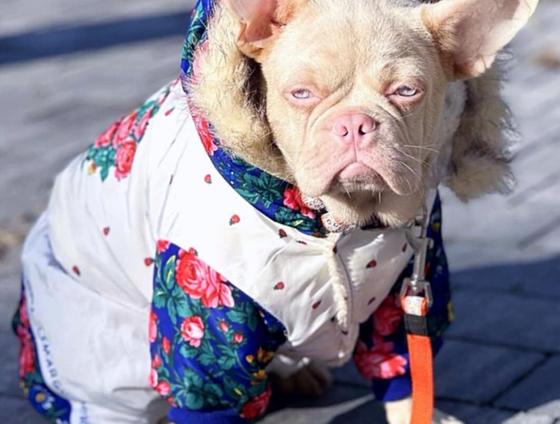 French Bulldog French Bulldog Pink boy