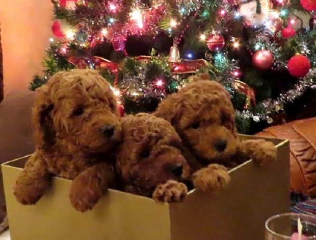 Poodle RED POODLES PREMIUM