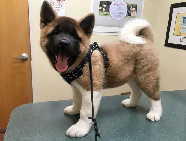 American Akita Healthy Male And Female American Akita Puppies Available