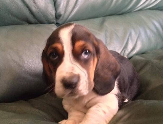 Basset Hound Cute Basset Hound puppies Searching For lovely homes