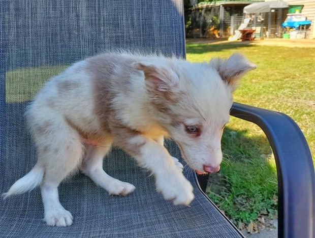 Border Collie Cute Border Collie Puppies