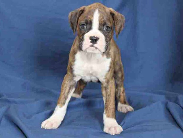 Boxer Healthy, Adorable Boxer Puppies Available
