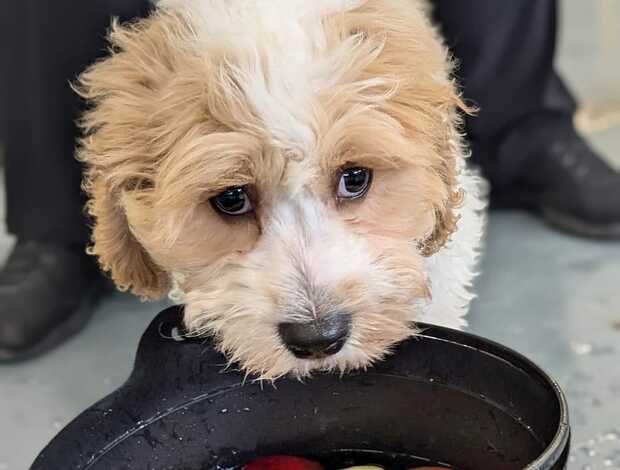 Other Outstanding Quality Cavachon for rehoming