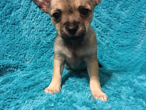Chihuahua Potty Trained Chihuahua Puppies Looking for a New Home