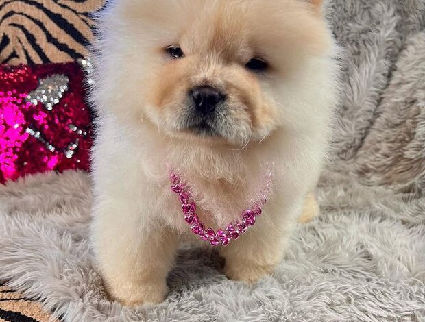 Chow Chow Affectionate Chow Chow Puppies For Rehoming