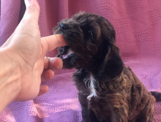 Other Home Raised Cockapoo Puppies ready to go
