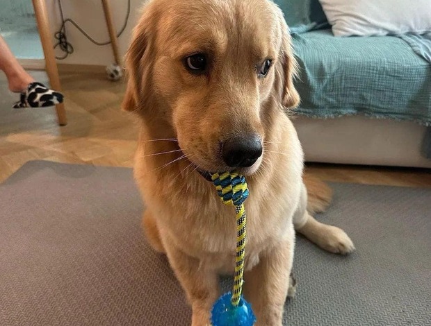 Golden Retriever Registered Golden Retriever Puppies