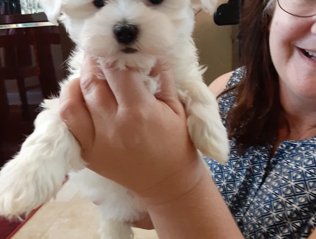 Maltese Hypoallergenic Teacup Maltese Puppies Looking for a New Home