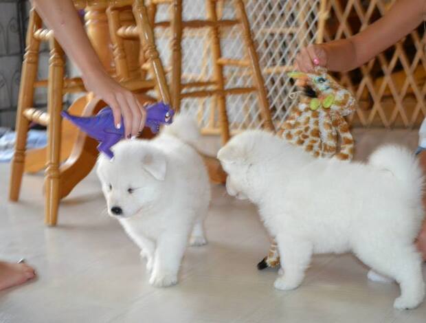 Samoyed Adorable And Cute Little Samoyed Puppies
