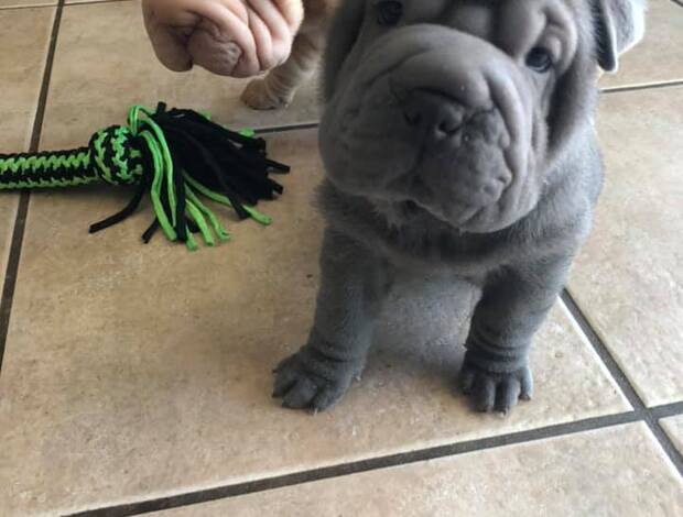 Shar Pei We Have Two Beautiful Shar Pei Puppies