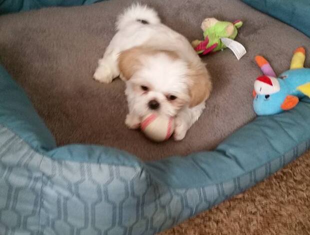 Shih Tzu Adorable Shih Tzu Puppies