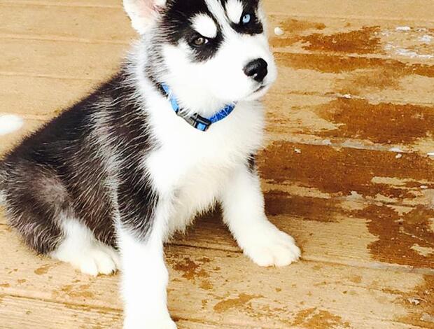 Siberian Husky Gorgeous Siberian Husky Puppies available