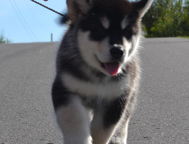 Alaskan Malamute Obedient Alaskan Malamute puppies available