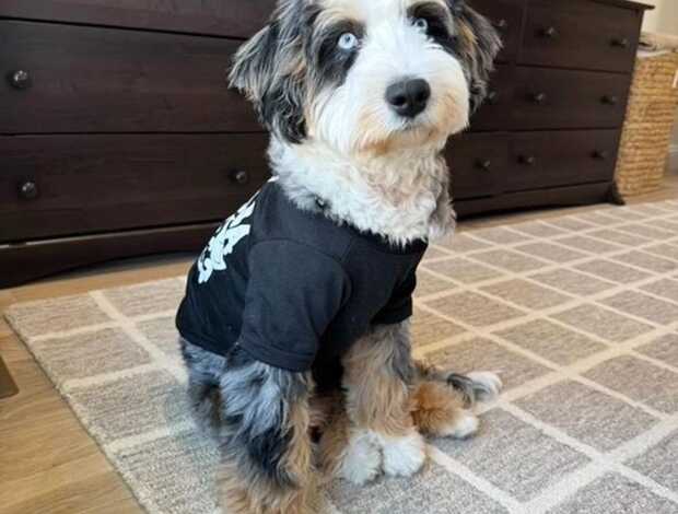 Other Charming Aussiedoodle puppies