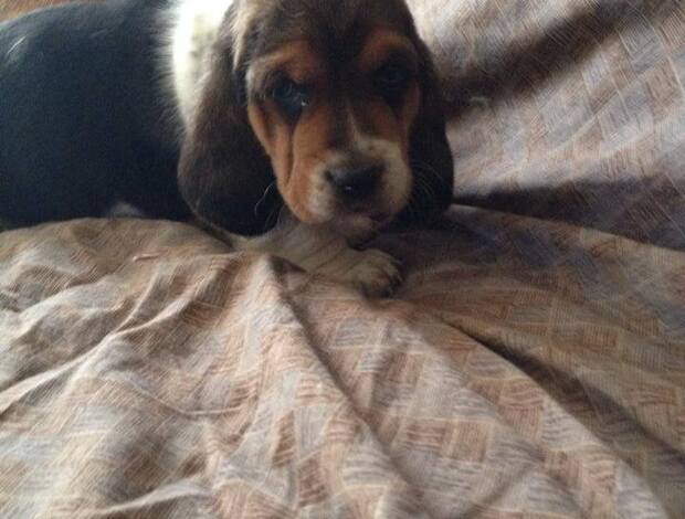 Basset Hound Cute Basset Hound puppies Searching For lovely homes