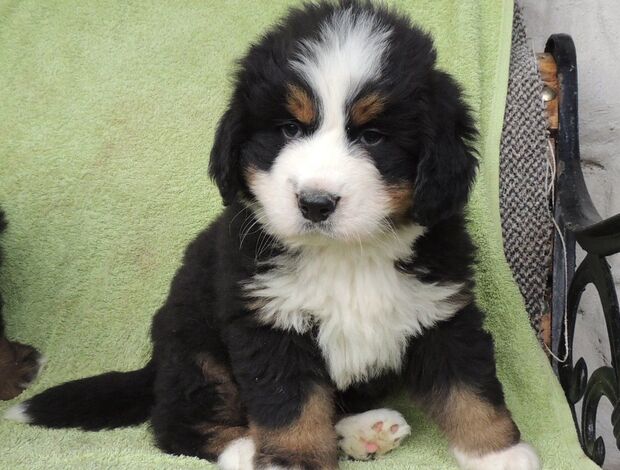 Bernese Mountain Dog Bernese Mountain Dog Puppies