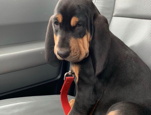 Bloodhound AKC Registered Bloodhound Puppies