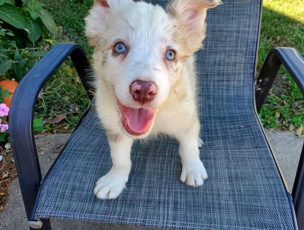 Border Collie Cute Border Collie Puppies