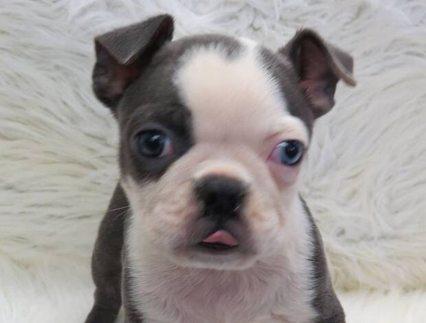 Boston Terrier Healthy Boston Terrier Puppies Available