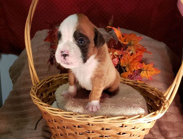 Boxer Healthy, Adorable Boxer Puppies Available