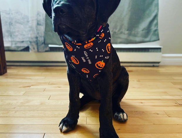 Cane Corso New Litter of Healthy Cane Corso Puppies for Adoption