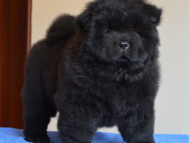 Chow Chow Affectionate Chow Chow Puppies For Rehoming