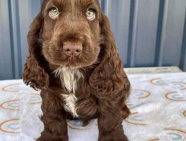 American Cocker Spaniel Beautiful Cocker Spaniel puppies Available Now!!