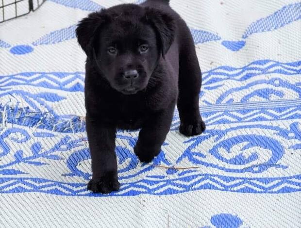 Labrador Retriever We Have Two Labrador Retriever Pups