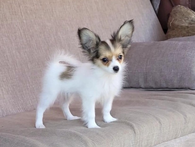 Papillon Adorable Papillon puppies