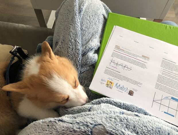 Welsh Corgi, Pembroke Pembroke Welsh Corgi Puppies