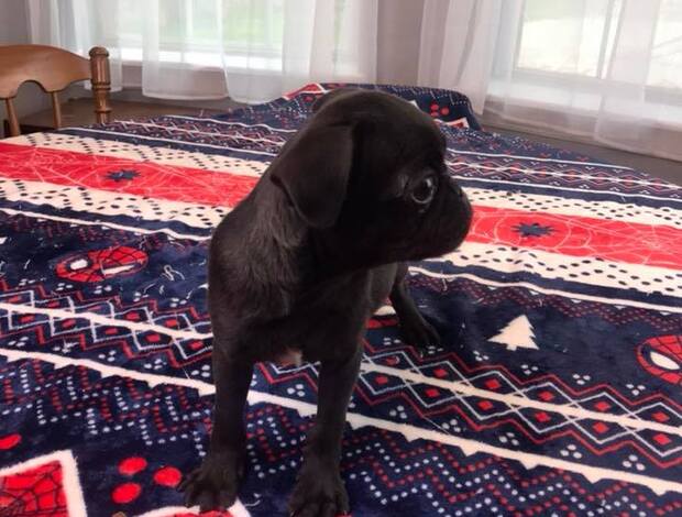 Pug Pug Puppies Available For New Homes