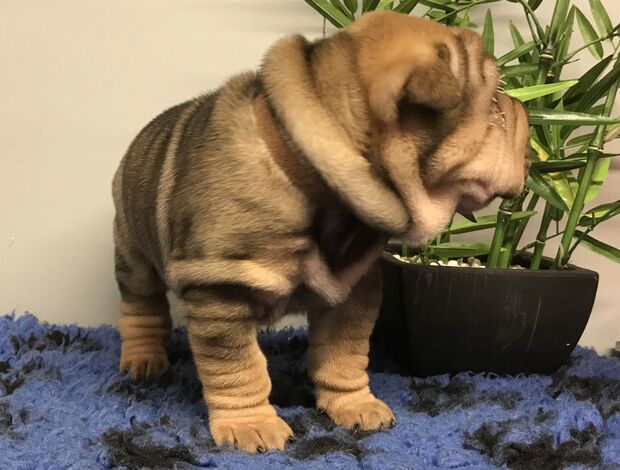 Shar Pei We Have Two Beautiful Shar Pei Puppies