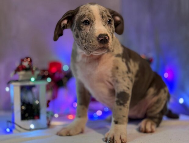 Other American bully puppies