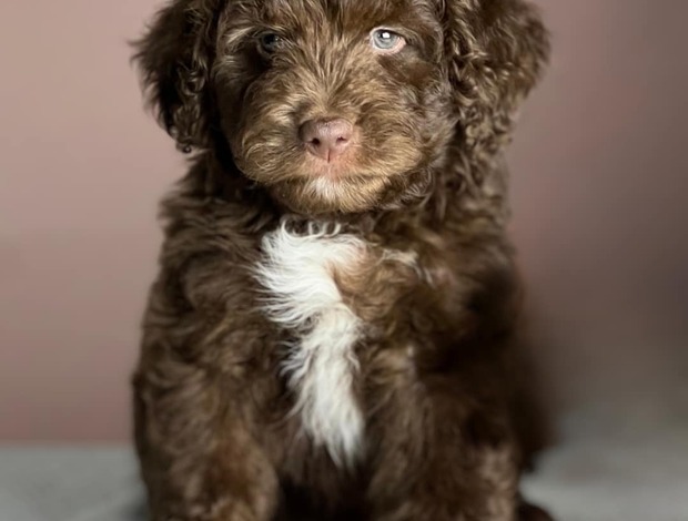 Other Charming Aussiedoodle puppies