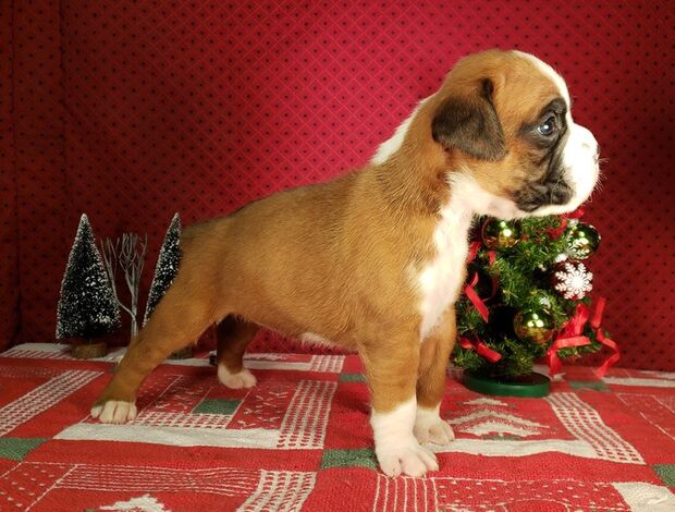Boxer Healthy, Adorable Boxer Puppies Available