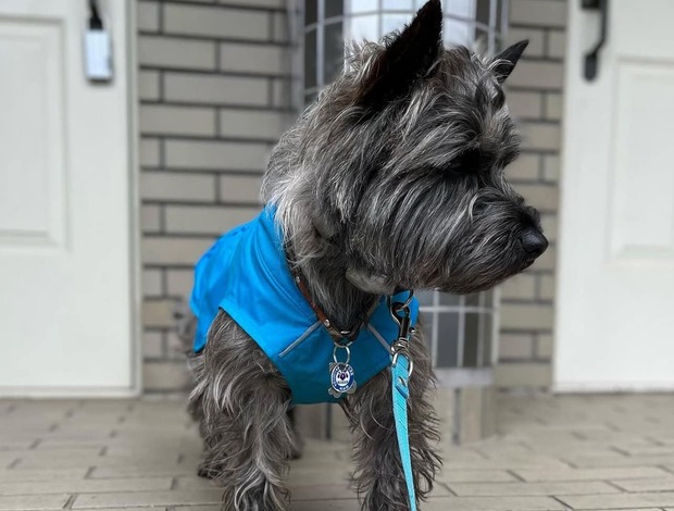 Cairn Terrier Cute Cairn Terrier Puppies Available!