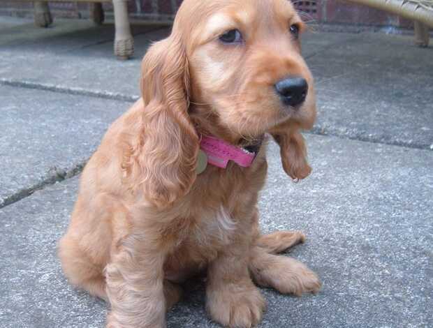 American Cocker Spaniel Beautiful Cocker Spaniel puppies Available Now!!