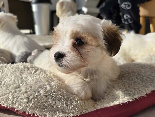 Coton de Tulear Coton De Tulear Puppies, Ready to Go.