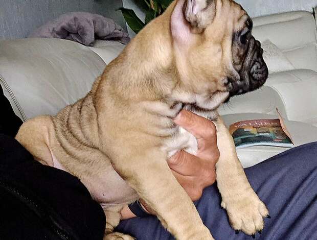 French Bulldog Amazing French Bulldog Puppies