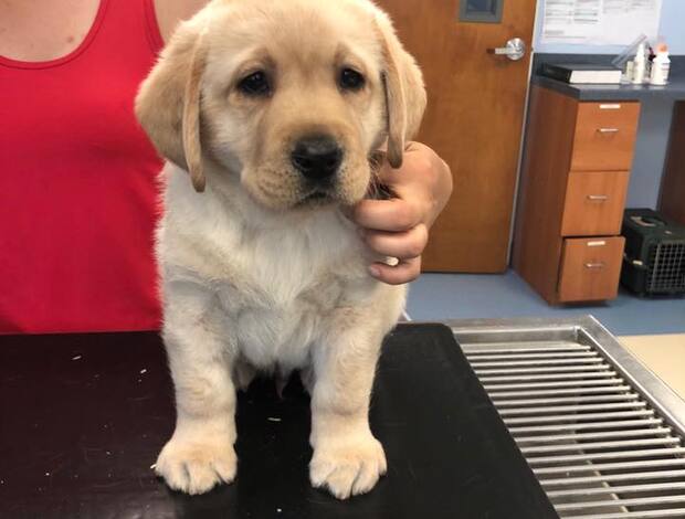 Labrador Retriever We Have Two Labrador Retriever Pups