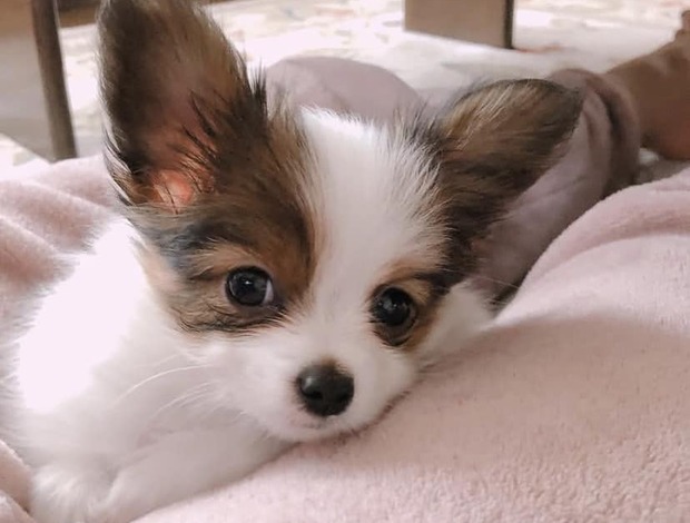 Papillon Adorable Papillon puppies