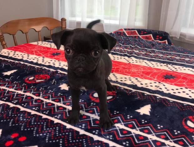 Pug Pug Puppies Available For New Homes