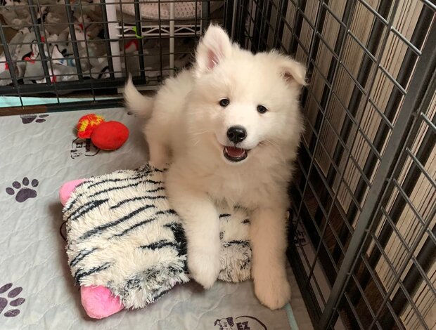 Samoyed Adorable And Cute Little Samoyed Puppies