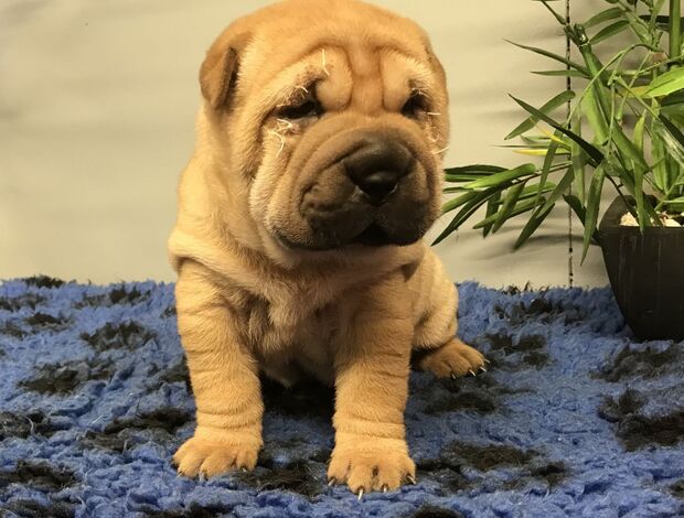 Shar Pei We Have Two Beautiful Shar Pei Puppies
