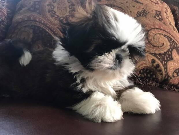 Shih Tzu Adorable Shih Tzu Puppies