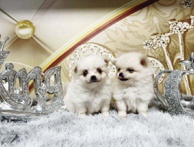 Chihuahua Available For Rehoming Chihuahua Puppies 470-673-7509