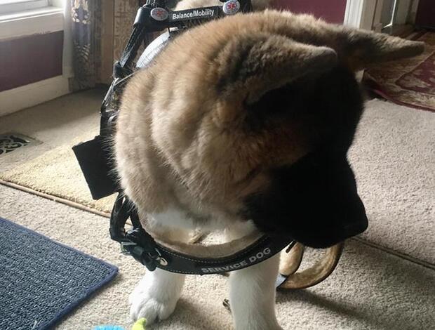 American Akita Healthy Male And Female American Akita Puppies Available