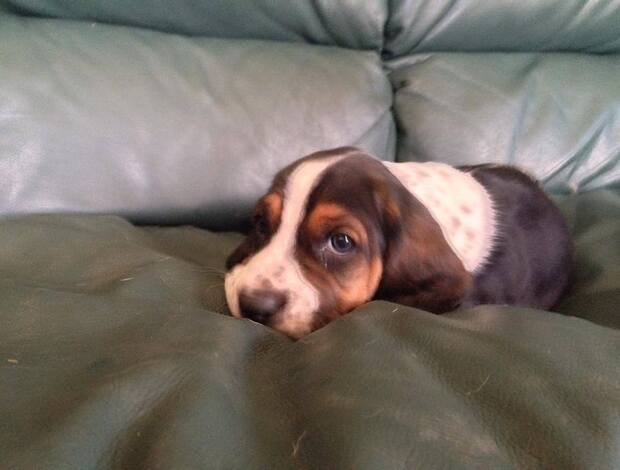 Basset Hound Cute Basset Hound puppies Searching For lovely homes