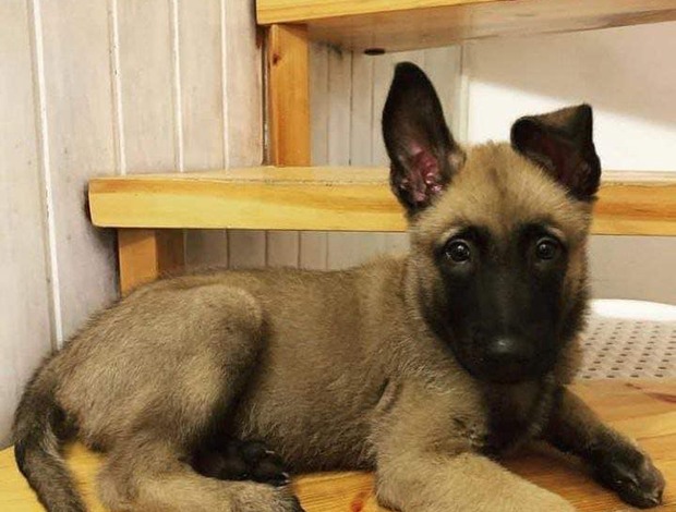 Belgian Shepherd Dog (Malinois) Well trained Belgian Malinois puppies