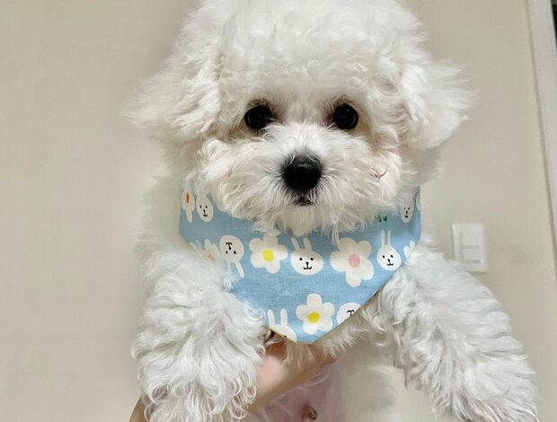 Bichon Frise Lovely Bichon Frise Puppies
